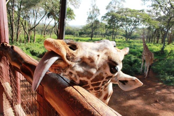 Young Giraffe at Giraffe center