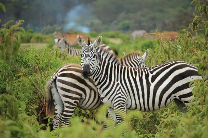 mount Longonot hiking trail