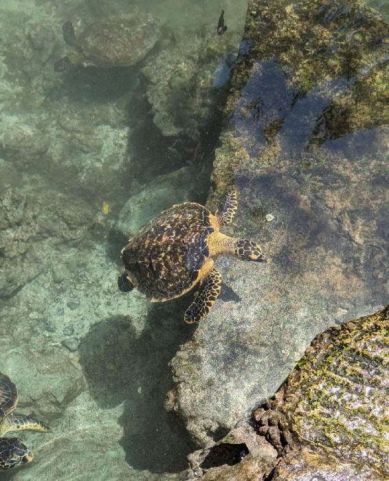 3 turtles in a turtle sanctuary in Zanzibar 